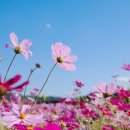 코스모스 이미지