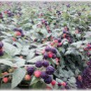 황토사랑민박 이미지