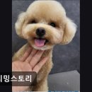 트리밍스토리 이미지