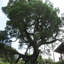 성사영묘 이미지