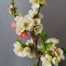 명자나무