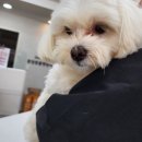 중앙동물약품 이미지