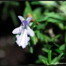 로즈마리 이미지