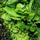 동네청과 방울토마토, 유러피안 샐러드 1+1 특가 이벤트! (한정수량) 이미지