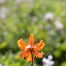 소백산비비 이미지