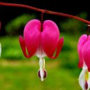 가정지천 이미지