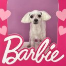 도그이살롱 | 삼송 애견미용 천연스파 도그이살롱 후기