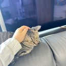 영덕사랑동물병원 이미지