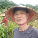 금농장 Daum카페