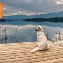 아름다운애견세상 이미지