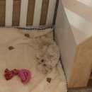 보니또따 이미지