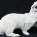 블랑토끼