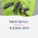 비티_솔 | 여름만 되면 출몰하는 러브버그, 익충이라는데 왜 방제 안 할까? 진짜 이유와 실전 퇴치법 3가지
