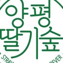딸기숲