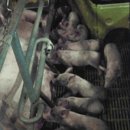 성산종돈장 이미지