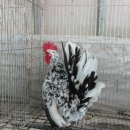 명품농장 이미지