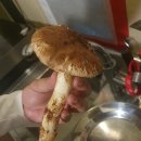 참나무숲오토캠핑장 이미지