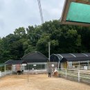 타조의방 | [파주 아이와 가볼만한곳] 우농타조농장 승마 체험 동물 먹이주기