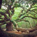 Tag Archives: amazing trees 이미지