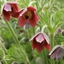 할미꽃( Pulsatilla koreana, 白頭翁 ) - 온학한열(溫虐寒熱) 효능 이미지