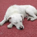 시흥24시센트럴동물의료센터 이미지