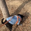 강생이천국 이미지