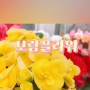 보람꽃집 이미지