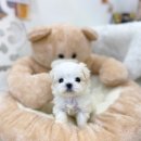 유앤미펫 강아지분양 고양이분양 일산점 이미지