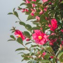 선명세탁소 이미지