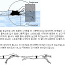 전사분면 수영법 강좌 이미지