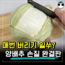 양배추 손질 꿀팁 이미지