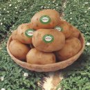 개진감자영농조합법인 이미지