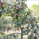 원산농장 이미지