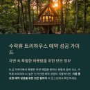 트리하우스 이미지