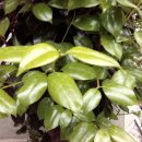 태백산맥주유소 이미지