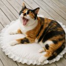 성남의료원 북측도로 | 고양이 퇴행성 관절염, DJD 노령묘 줄기세포 엑소좀 치료 후기 (분당)
