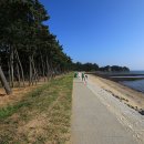 백사장사계절숲속야영장 이미지