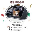 수정애견 이미지