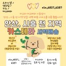 미스터 카스테라 이미지