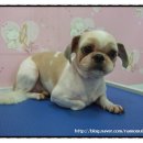 땡자애견 이미지