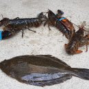 왜관ic실내바다낚시터 이미지