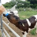 한아름목장2 이미지