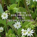 벼룩나물 이미지