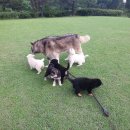 예쁜강쥐 이미지