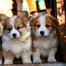 행복한강아지 이미지