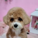 개꿀이발소 이미지