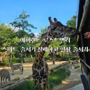에버랜드 로스트밸리 스마트 줄서기 실패하고 현장 줄서기로 보고 온 후기