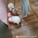퀸스애견학교