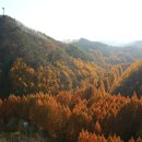 장태산휴양림 이미지