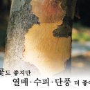 산딸나무&gt; 꽃도 좋지만 열매·수피·단풍 더 좋아 이미지